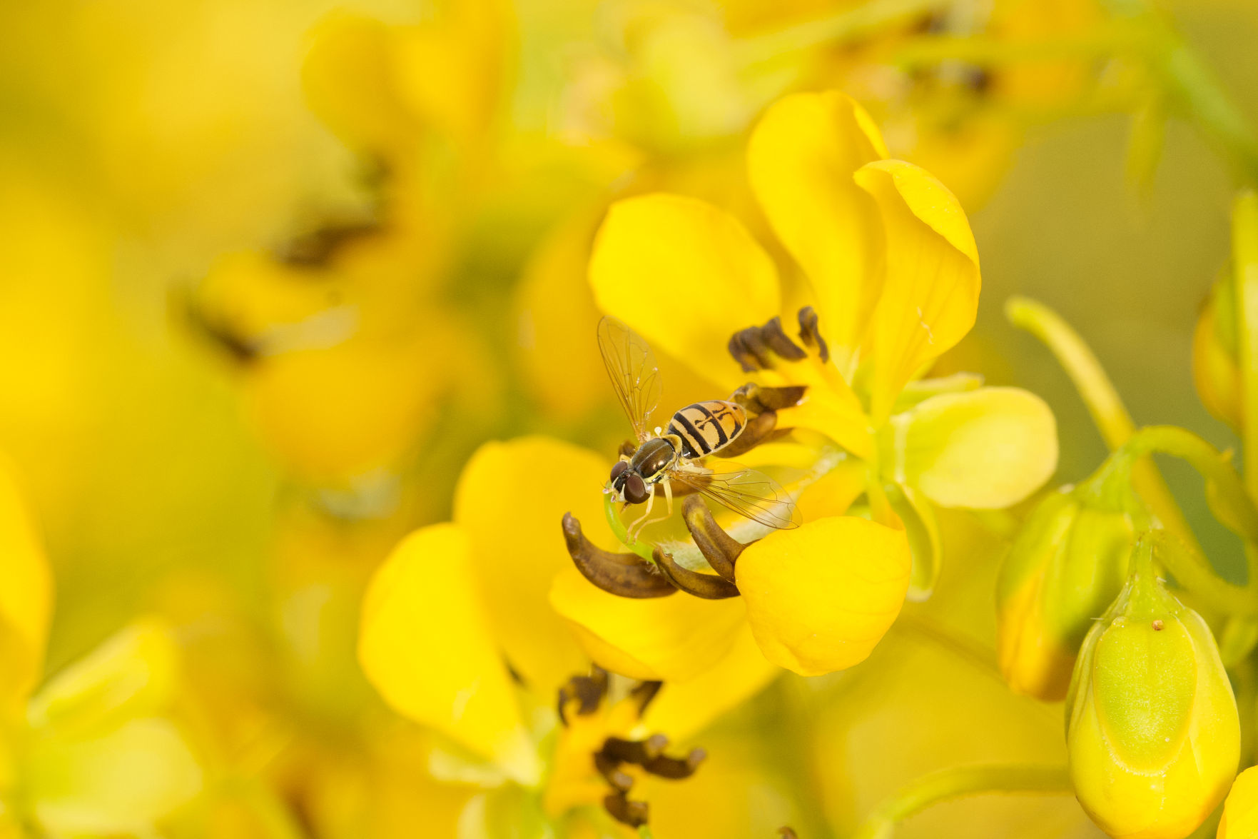Flower fly